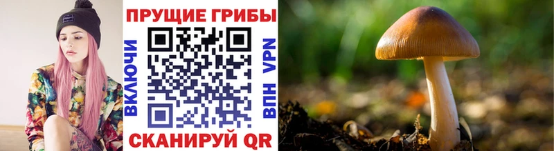 Галлюциногенные грибы Cubensis  как найти закладки  Ершов 